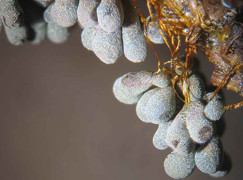 Badhamia utricularis